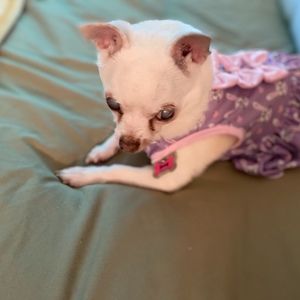 Meet your Posher, Susan